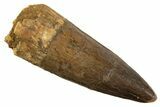 Fossil Spinosaurus Tooth - Real Dinosaur Tooth #344538-1